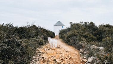 Trekking | Szlakiem Po Wzgórzach Faro Do Moinho Das Estrellas