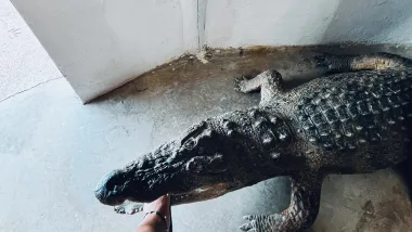 Tu Mieszkał Największy Krokodyl Europy!